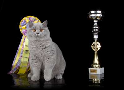   ' -' 30 -1  2013 90_best2_kitten_IMG_4621 copy.jpg